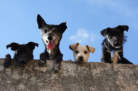 dogs looking over wall
