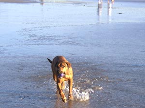 Buddy running