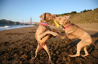 Tallulah and Jubilee at Baker Beach