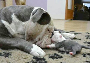 Mom and Pup