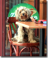 dine with your dog
