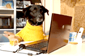 dog at computer